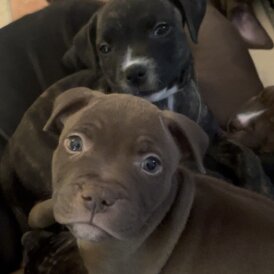 Staffordshire Bull Terrier - Both
