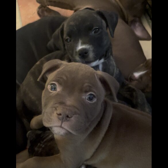 Staffordshire Bull Terrier - Both