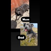 Staffordshire Bull Terrier - Both