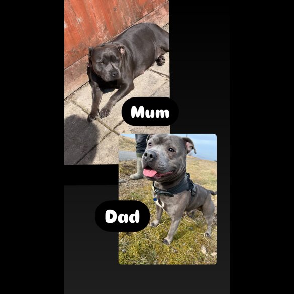 Staffordshire Bull Terrier - Both