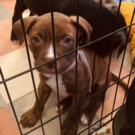 Staffordshire Bull Terrier - Both