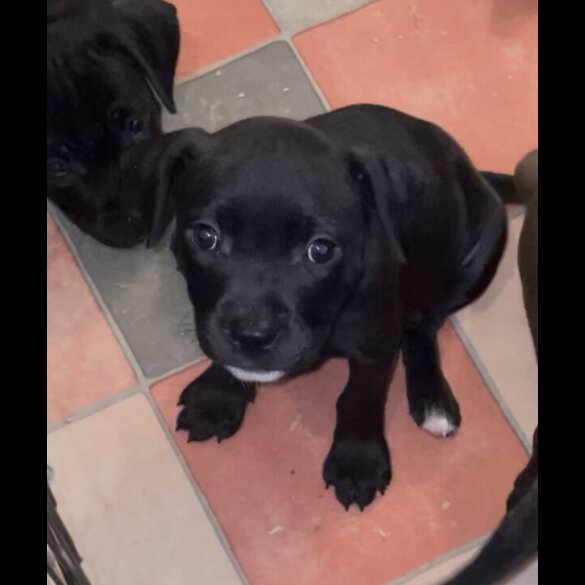 Staffordshire Bull Terrier - Both