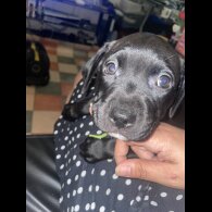 Staffordshire Bull Terrier - Both