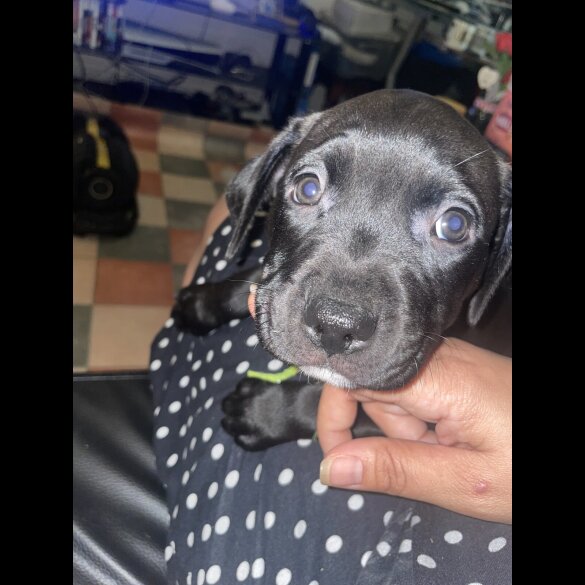 Staffordshire Bull Terrier - Both