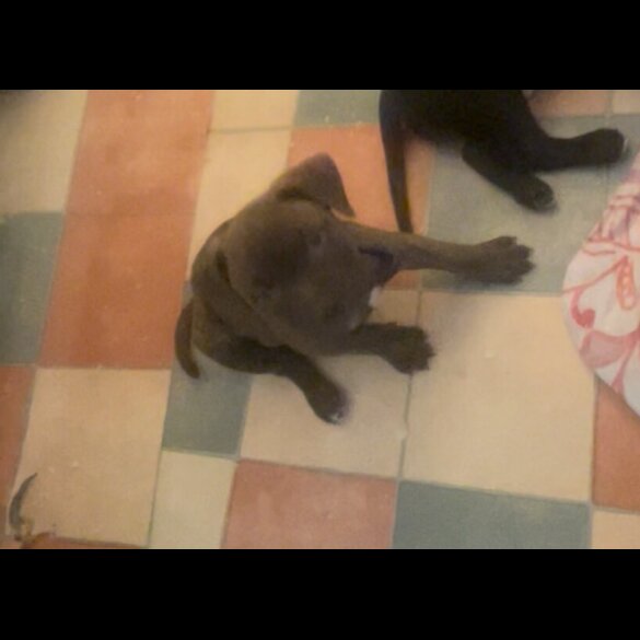Staffordshire Bull Terrier - Both