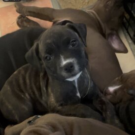 Staffordshire Bull Terrier - Both