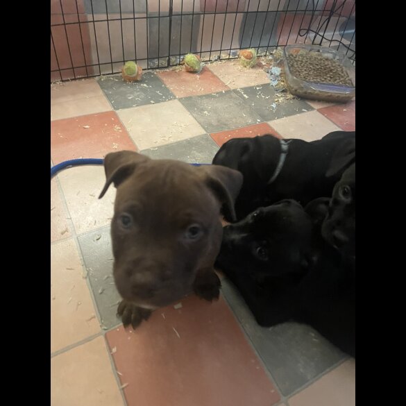 Staffordshire Bull Terrier - Both
