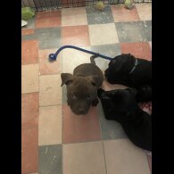 Staffordshire Bull Terrier - Both