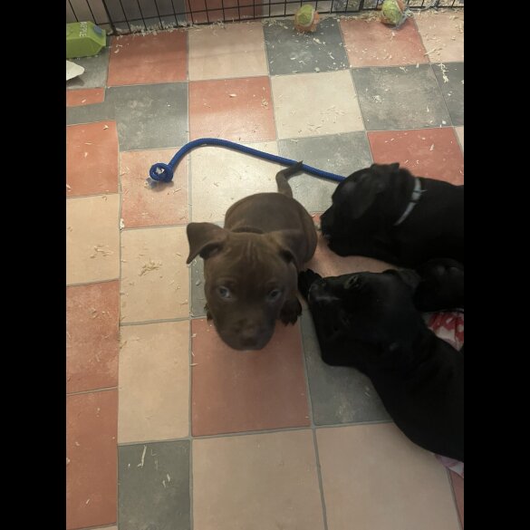Staffordshire Bull Terrier - Both