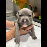 Staffordshire Bull Terrier - Both