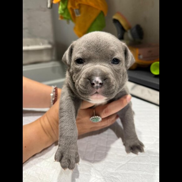 Staffordshire Bull Terrier - Both