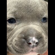 Staffordshire Bull Terrier - Both