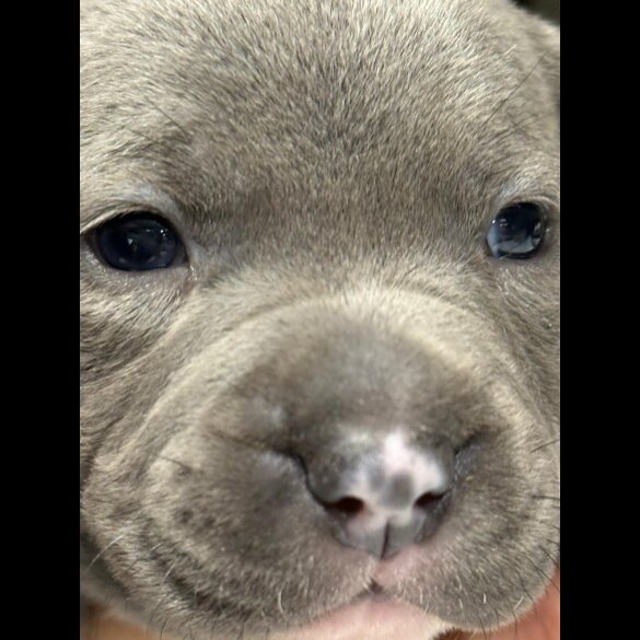 Staffordshire Bull Terrier - Both