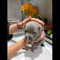 Staffordshire Bull Terrier - Both