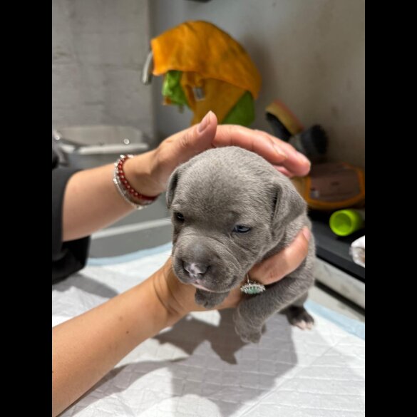 Staffordshire Bull Terrier - Both