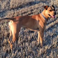 Staffordshire Bull Terrier - Dogs