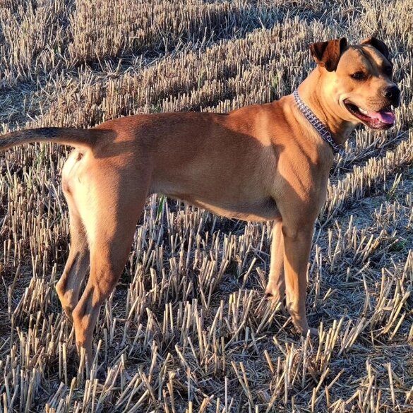 Staffordshire Bull Terrier - Dogs