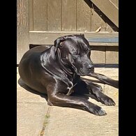 Staffordshire Bull Terrier - Dogs