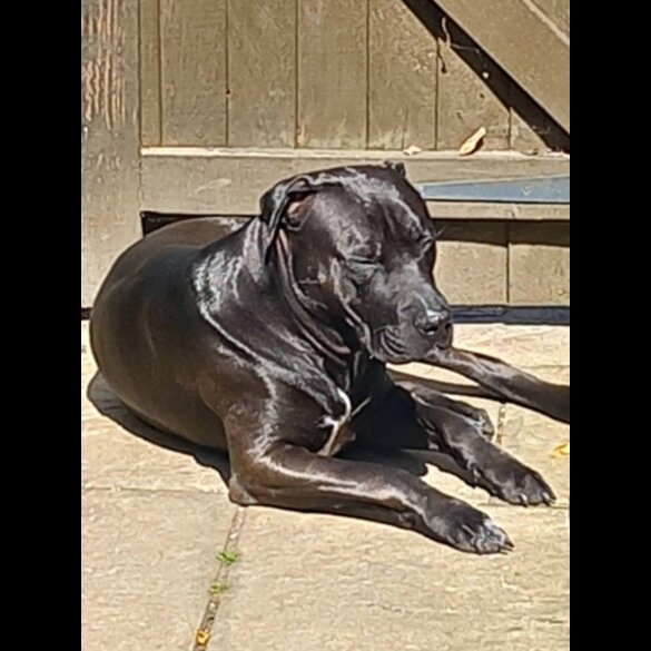 Staffordshire Bull Terrier - Dogs