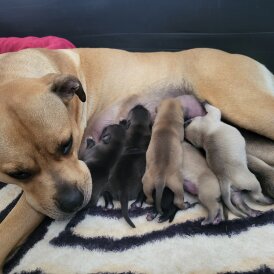 Staffordshire Bull Terrier - Both