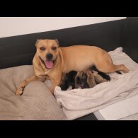 Staffordshire Bull Terrier - Dogs
