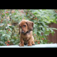 Dachshund (Standard &amp; Miniature) - Dogs
