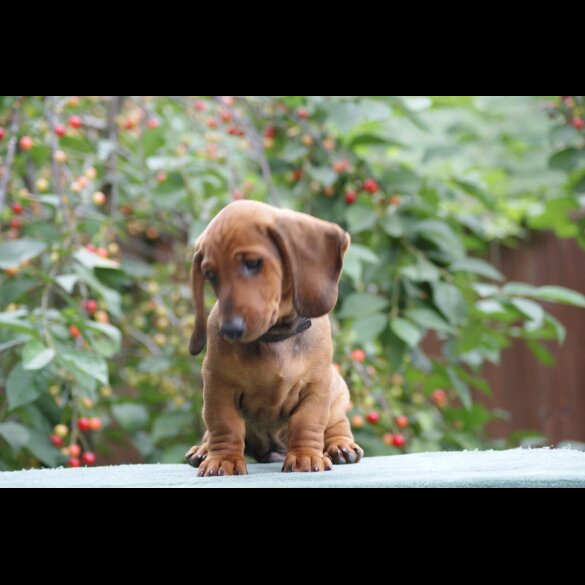 Dachshund (Standard &amp; Miniature) - Dogs