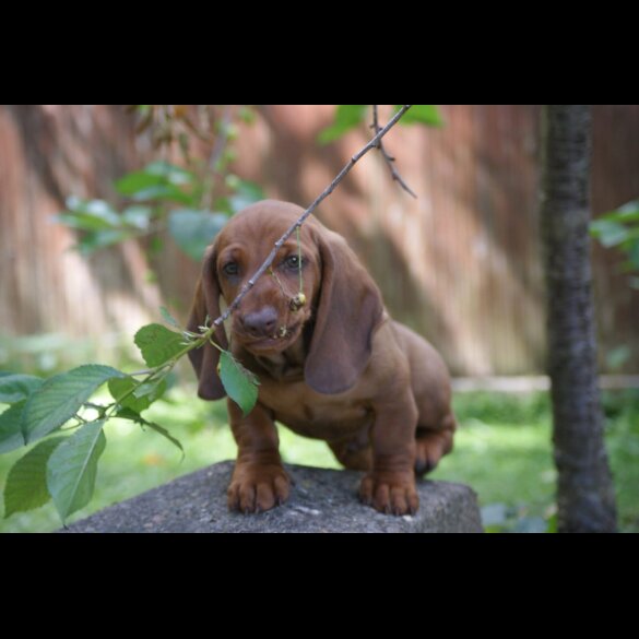 Dachshund (Standard &amp; Miniature) - Dogs