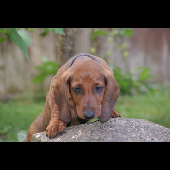 Dachshund (Standard &amp; Miniature) - Dogs