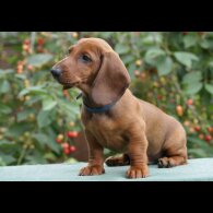 Dachshund (Standard &amp; Miniature) - Dogs