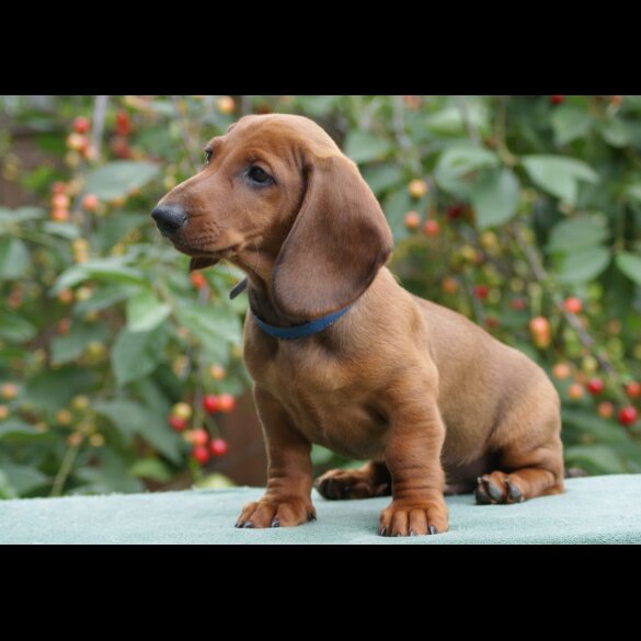 Dachshund (Standard &amp; Miniature) - Dogs