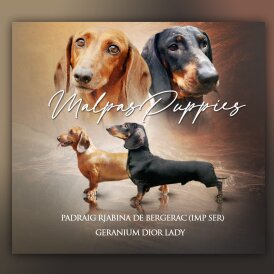 Dachshund (Standard &amp; Miniature) - Dogs