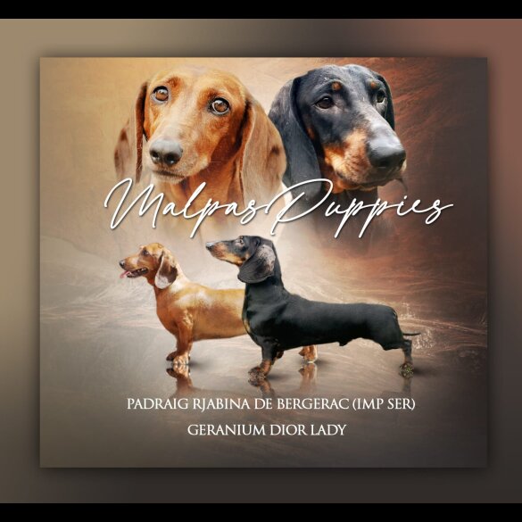 Dachshund (Standard &amp; Miniature) - Dogs