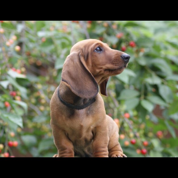 Dachshund (Standard &amp; Miniature) - Dogs