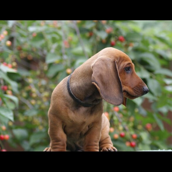 Dachshund (Standard &amp; Miniature) - Dogs