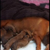 Dachshund (Standard &amp; Miniature) - Dogs