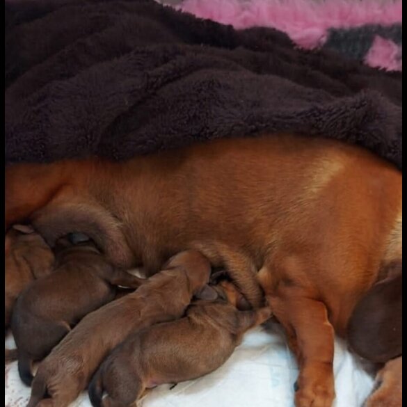 Dachshund (Standard &amp; Miniature) - Dogs