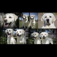 Labrador Retriever - Both