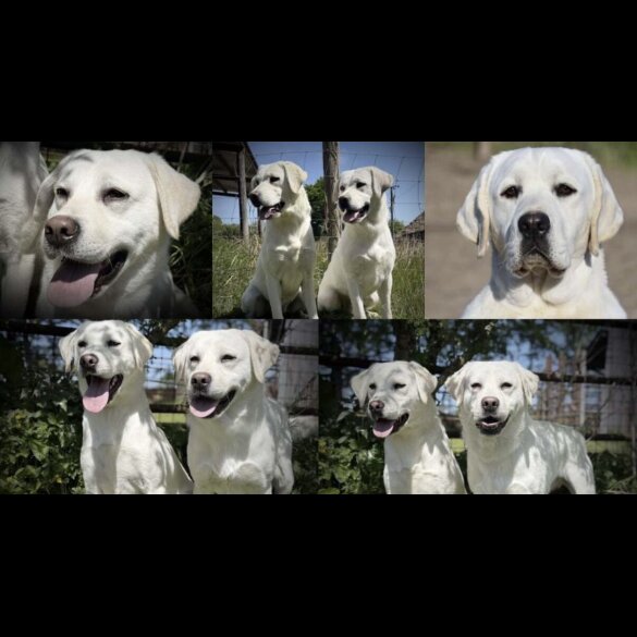 Labrador Retriever - Both