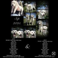 Labrador Retriever - Both