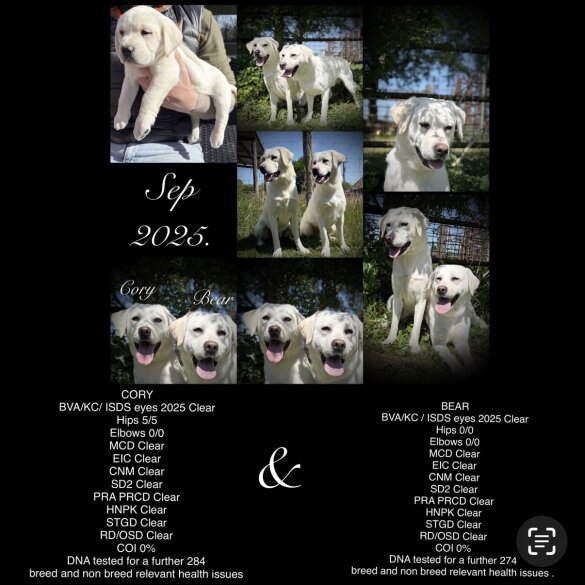 Labrador Retriever - Both