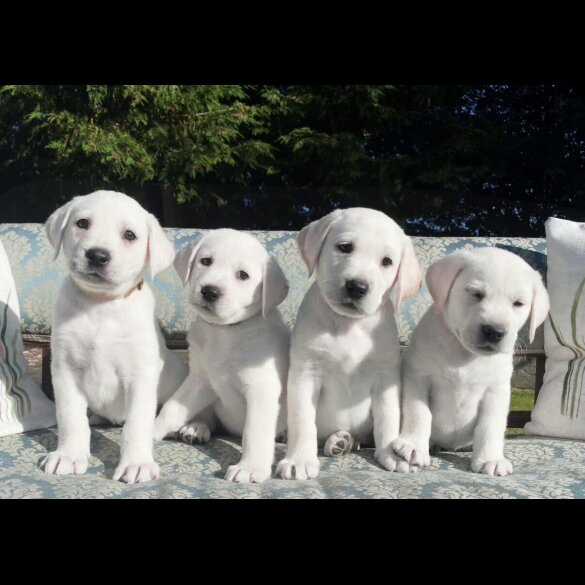 Labrador Retriever - Both