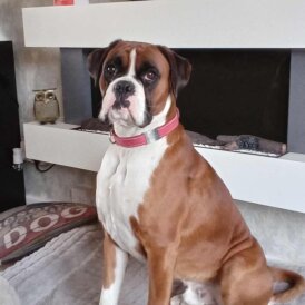 Boxer