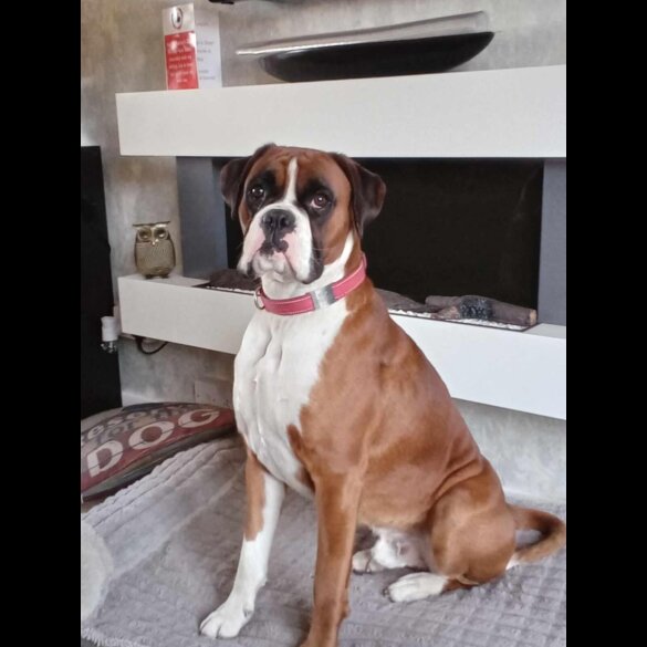 Boxer