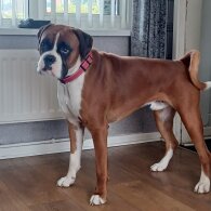 Boxer