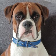 Boxer