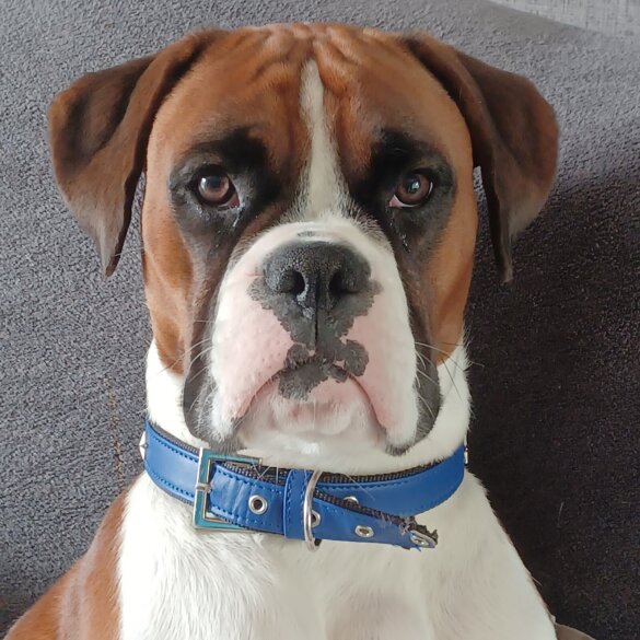 Boxer
