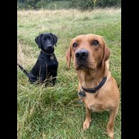 Labrador Retriever