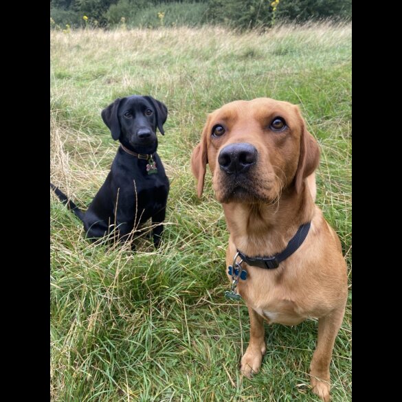 Labrador Retriever