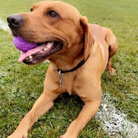 Labrador Retriever